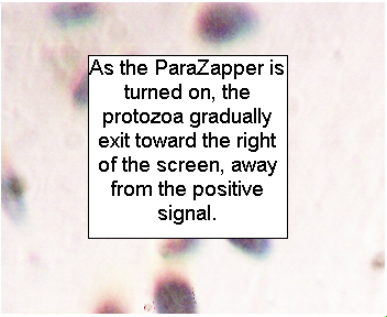 Para Zapper® killing parasites